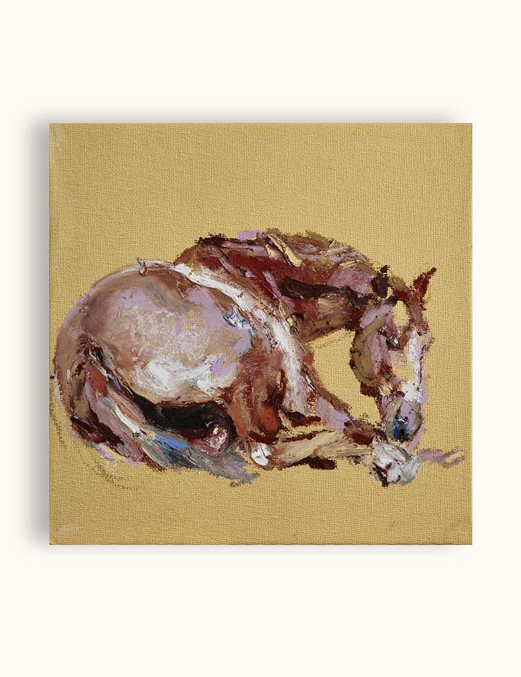 Young horse