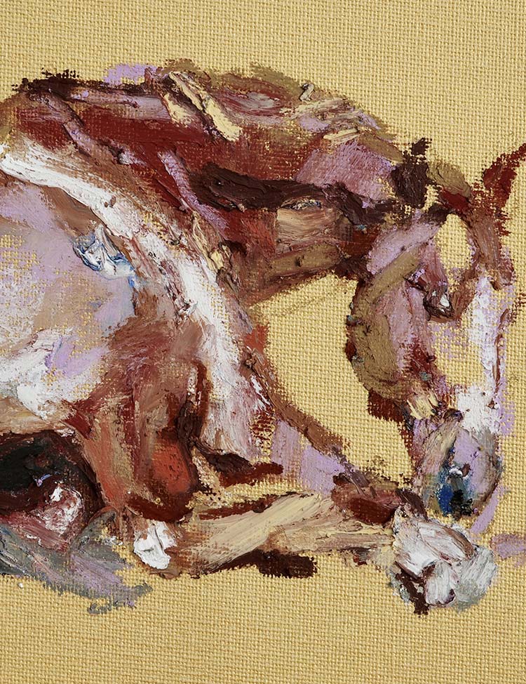 Young horse - Image 3