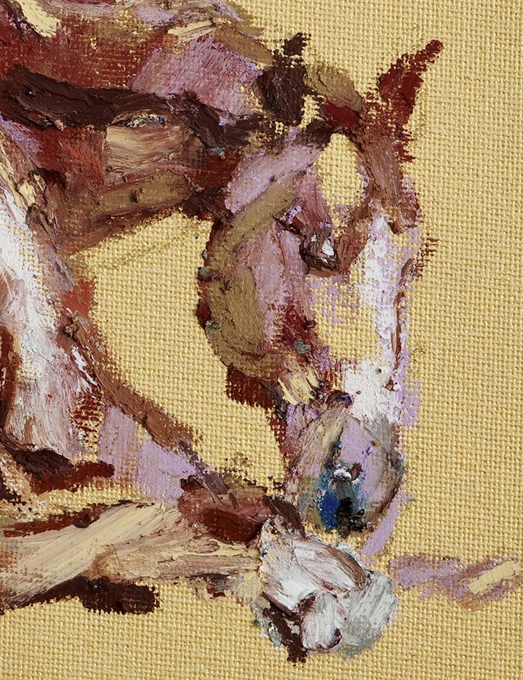 Young horse - Image 4