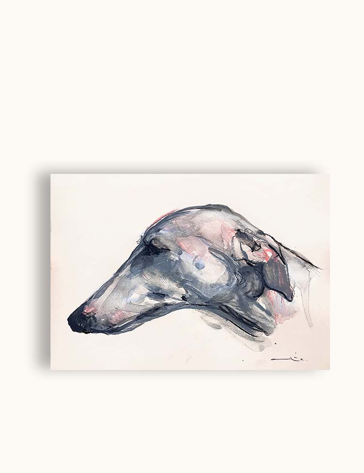 Galgo V