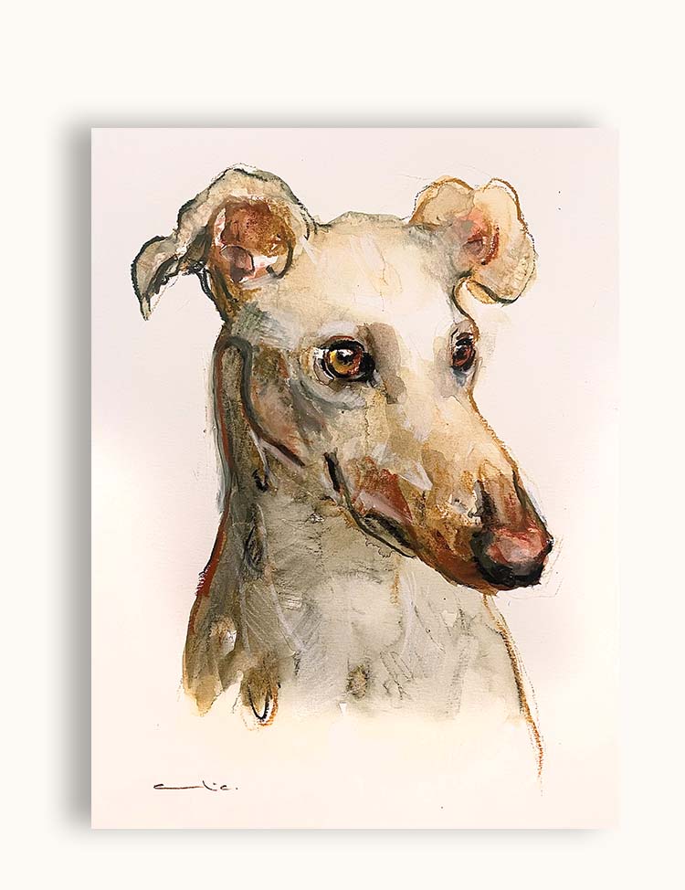 Galgo VI