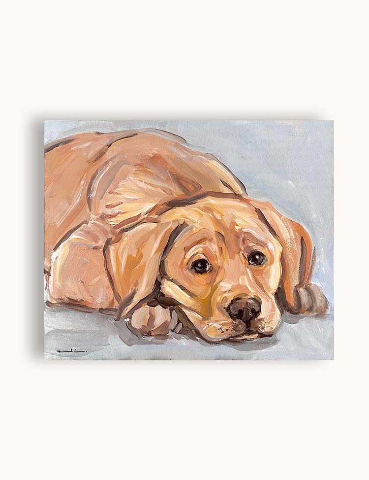 Labrador Retriever (Puppy)
